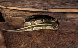 Python Snake reptiles for sale: Butter royal/ball python  - Image 3