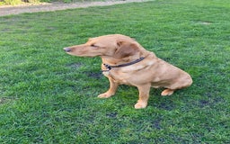 Labrador Retriever dogs for sale: Labradore puppies for sale  in Warwick - Image 14