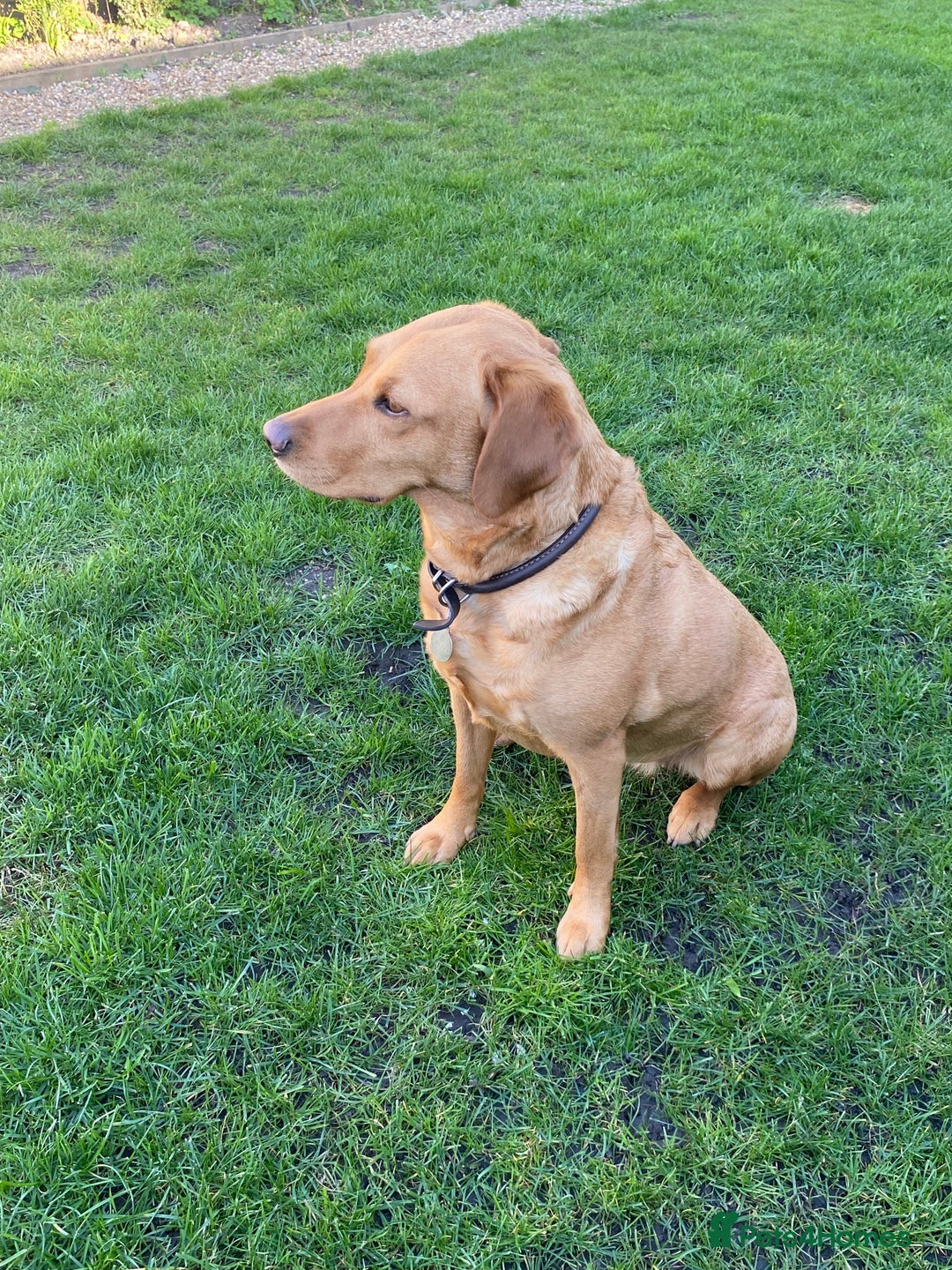 Labrador Retriever dogs for sale: Labradore puppies for sale  in Warwick - Image 14