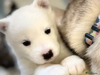 Mixed Breed dogs Samsky puppies - Advert 10