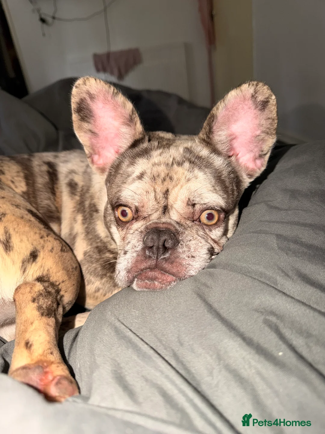 French Bulldog dogs for sale: Kali - 8 Month Old Female Frenchie - Advert 2