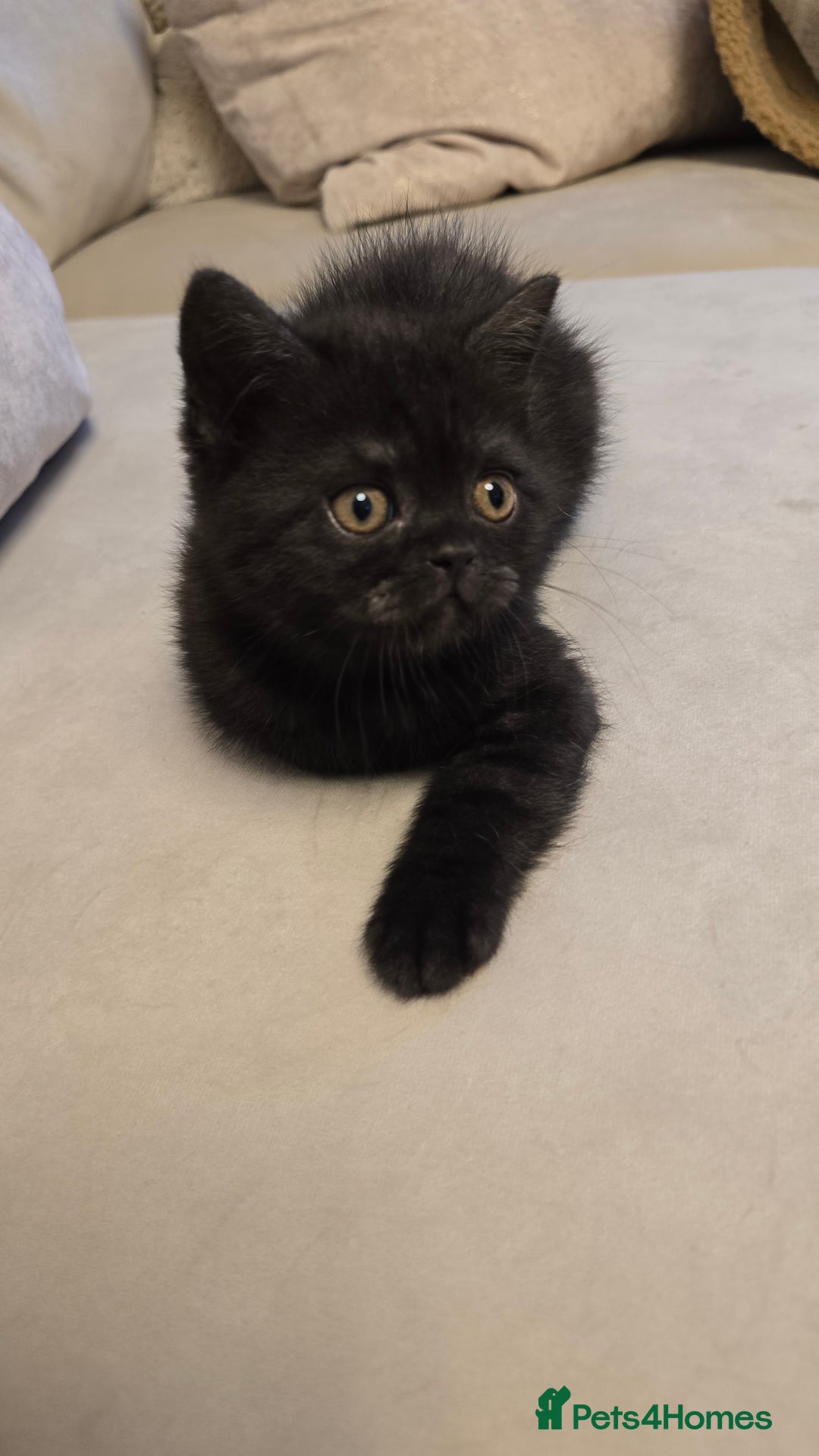 British Shorthair cats for sale: 💫RARE💫 BLACK SMOKE FEMALE & BLUE LONGHAIR MALE  - Advert 21