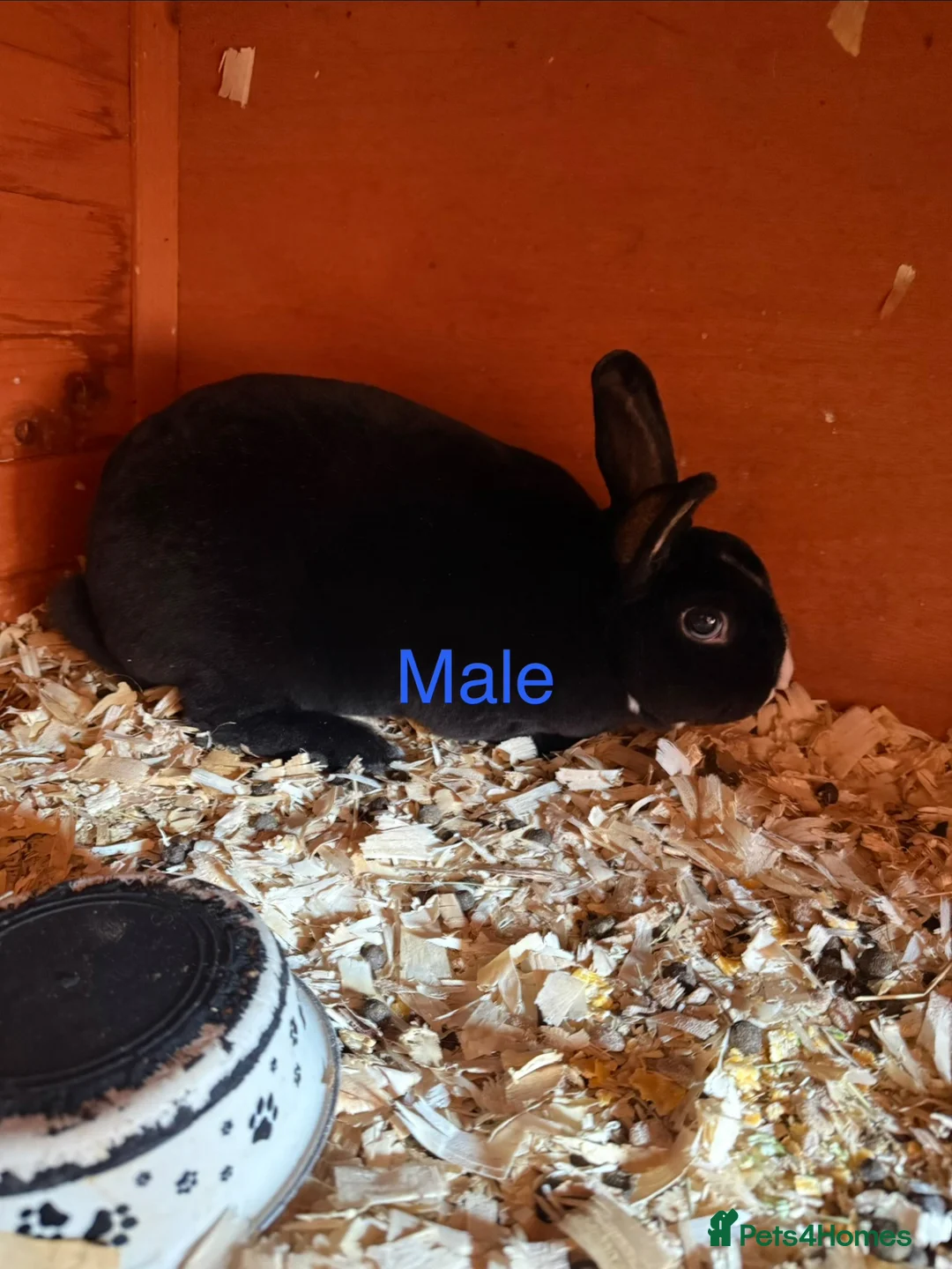 Mixed Breed rabbits for sale: Rabbits for sale - Advert 3