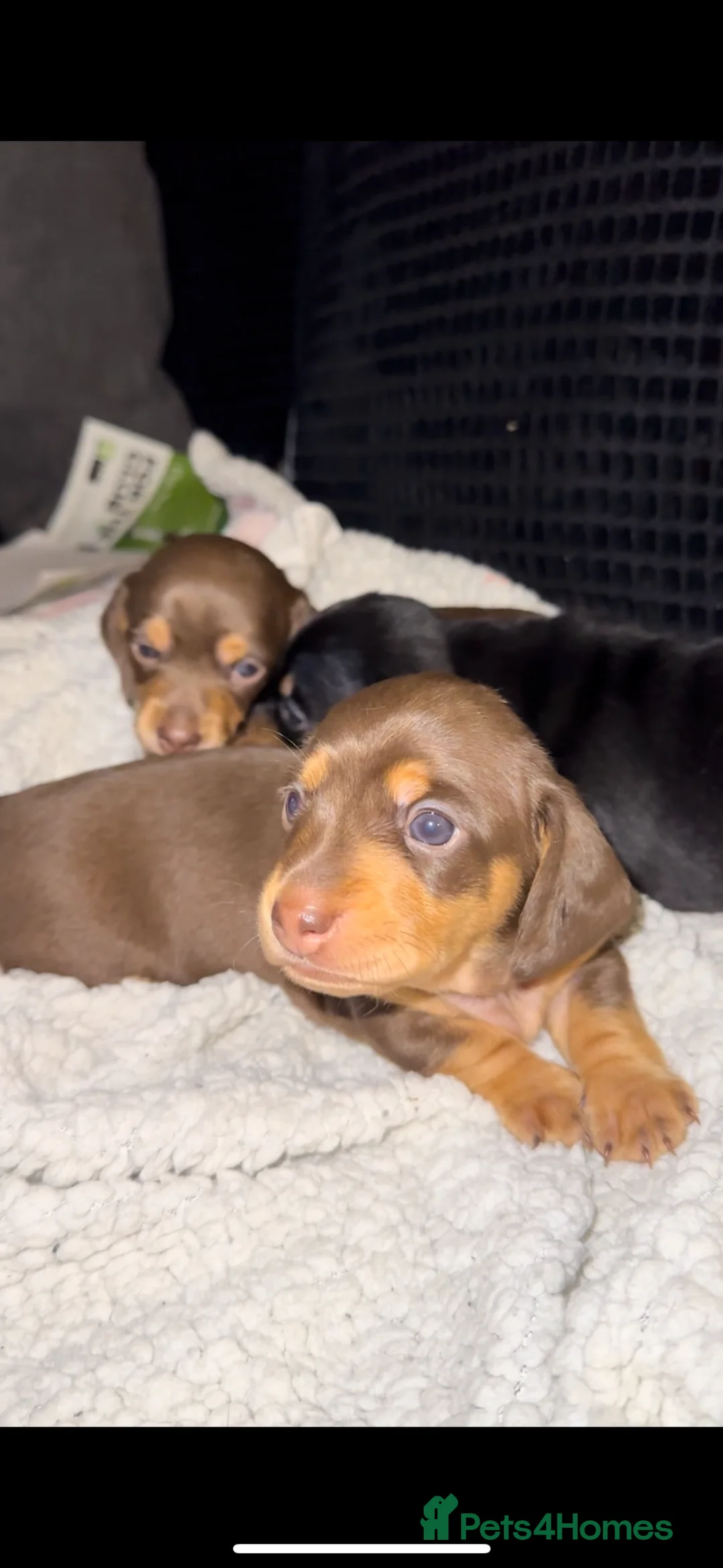 Miniature Dachshund dogs for stud: ee Cream Longhaired Miniature Dachshund for Stud in Helensburgh - Advert 8