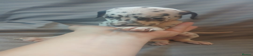 Dalmatian Puppy orange