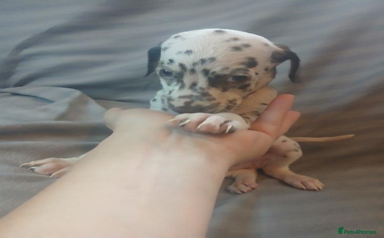 Dalmatian dogs - Advert 1