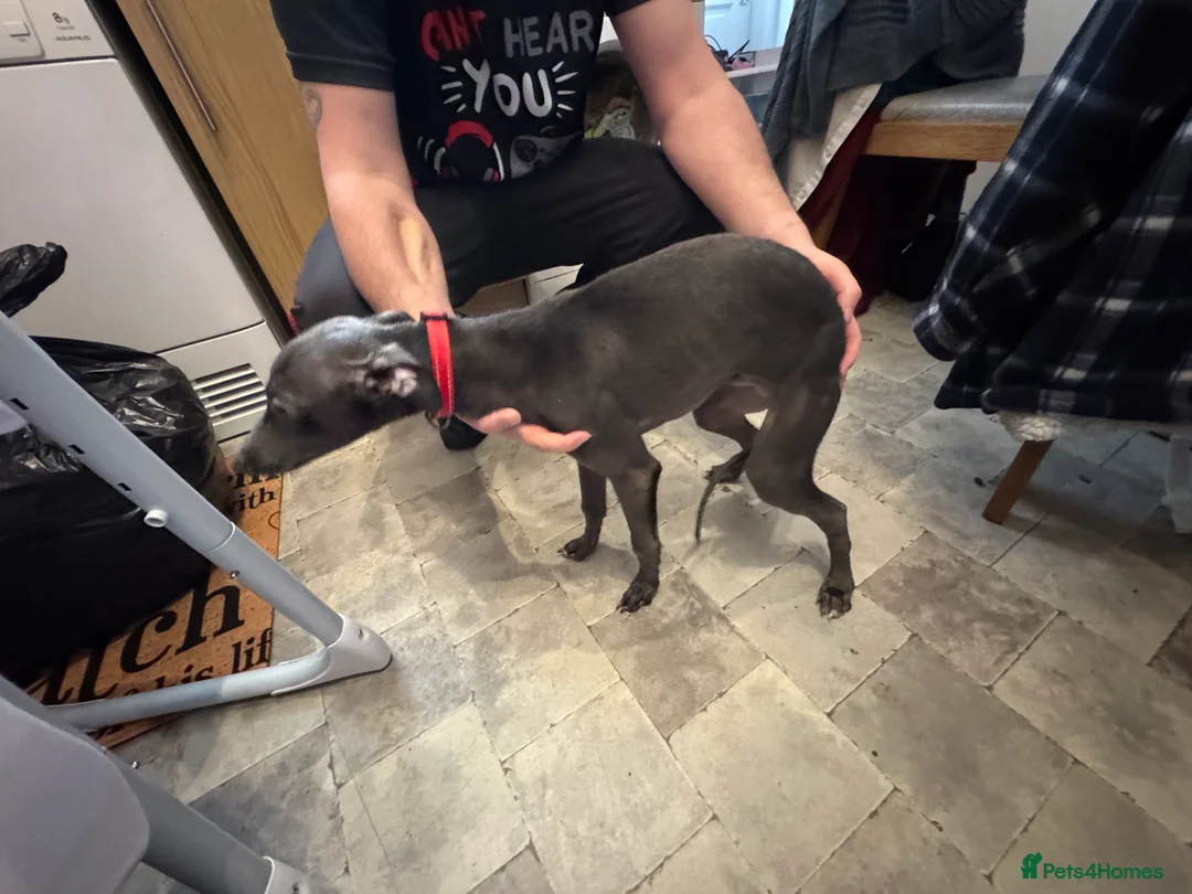 Whippet dogs for sale: Whippet pups  - Advert 5