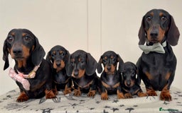 Miniature Dachshund dogs for sale: Ready for forever sofas! 3 Stunning KC reg puppies - Image 9