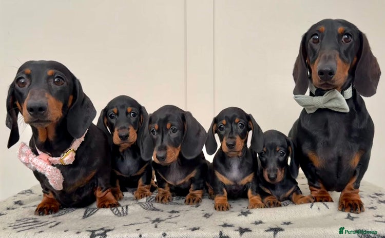 Miniature Dachshund dogs - Advert 8