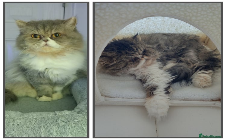 Persian cats - Advert 11