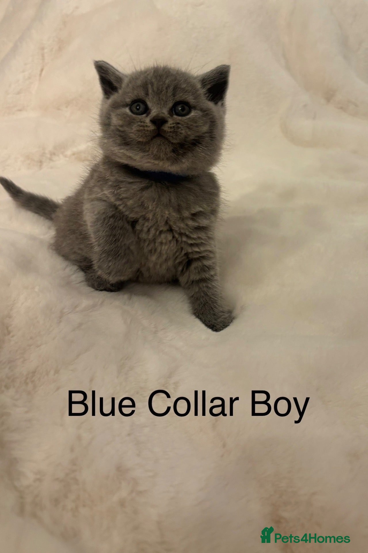 British Shorthair cats for sale: Chunky loving blue BSH kittens  - Advert 2
