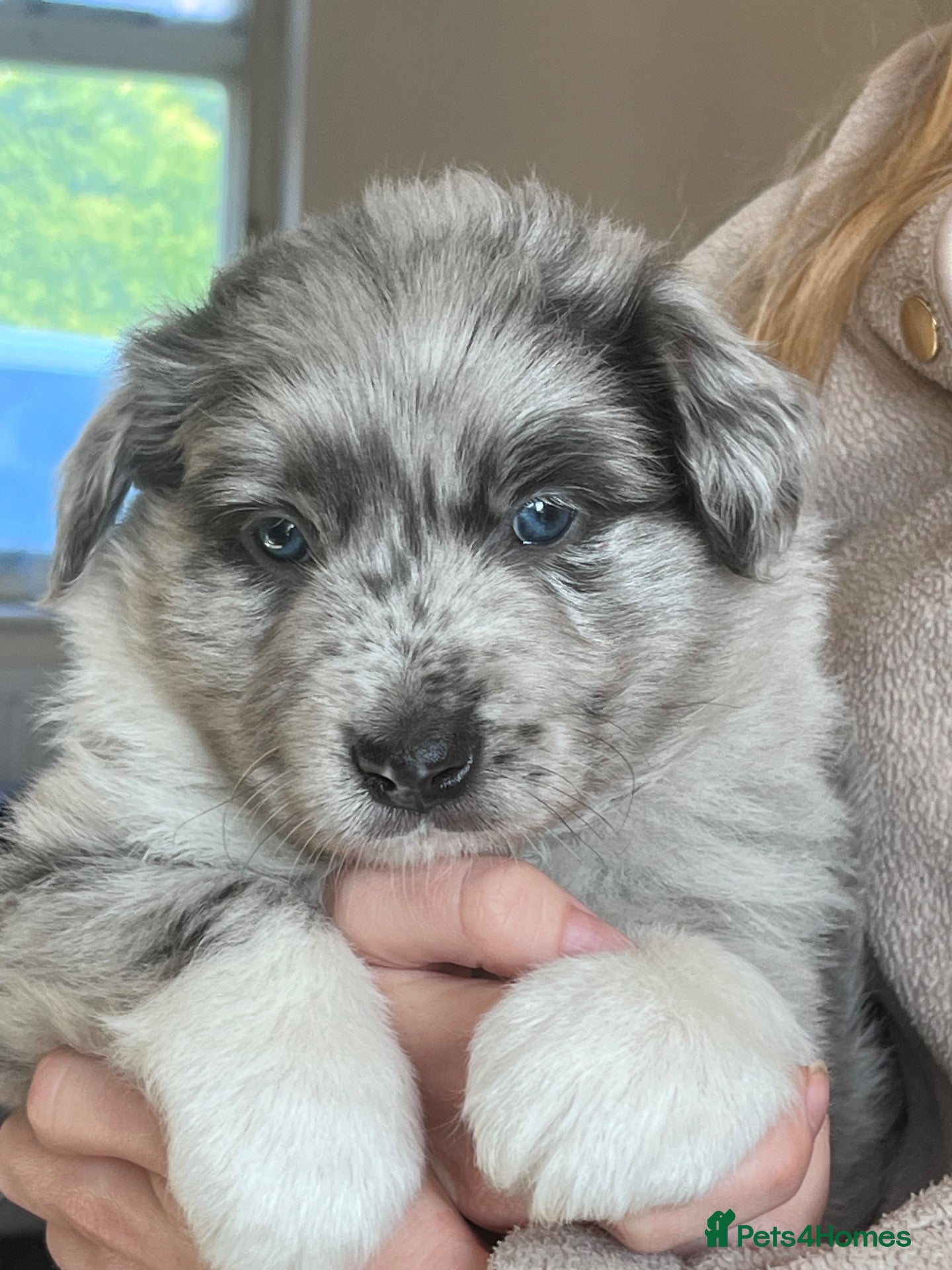 Border Collie dogs Border collie slate merle and blue or lilac pups - Advert 2