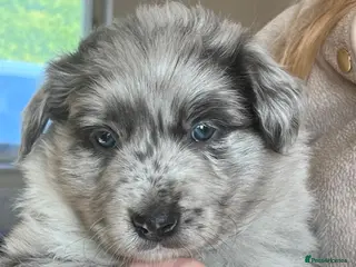 Border Collie dogs Border collie slate merle and blue or lilac pups - Advert 1