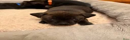 Staffordshire Bull Terrier dogs for sale: Chunky KC Registered Staffordshire Puppies - Advert 11