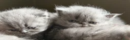 Persian cats for sale: Beautiful Persian kittens  - Advert 6