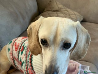 Dachshund dogs cream Daschund for stud (reduced price in Manchester - Advert 1