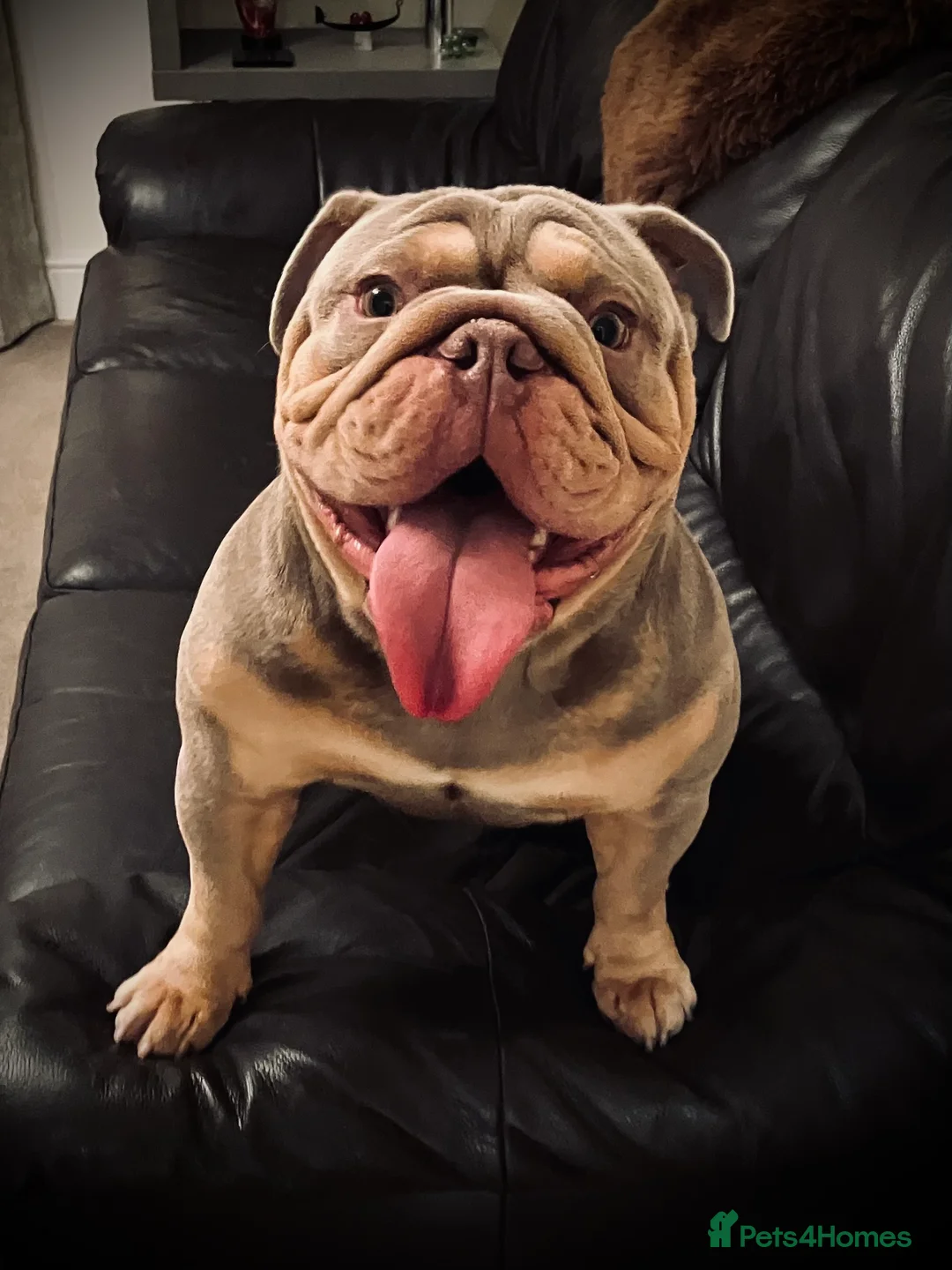 English Bulldog dogs for stud: ⭐️Proven English Bulldog available for stud⭐️ in Solihull - Advert 12