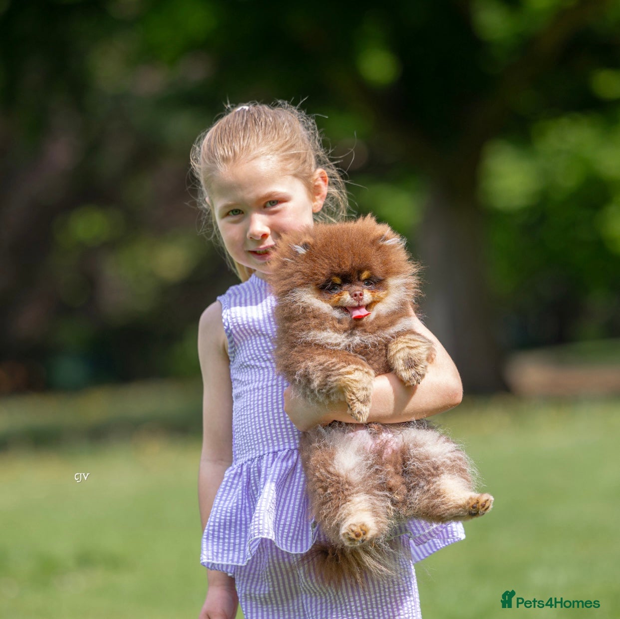 Pomeranian dogs for stud: Stunning Chocolate Tan Pomeranian Import 3kg - Advert 2