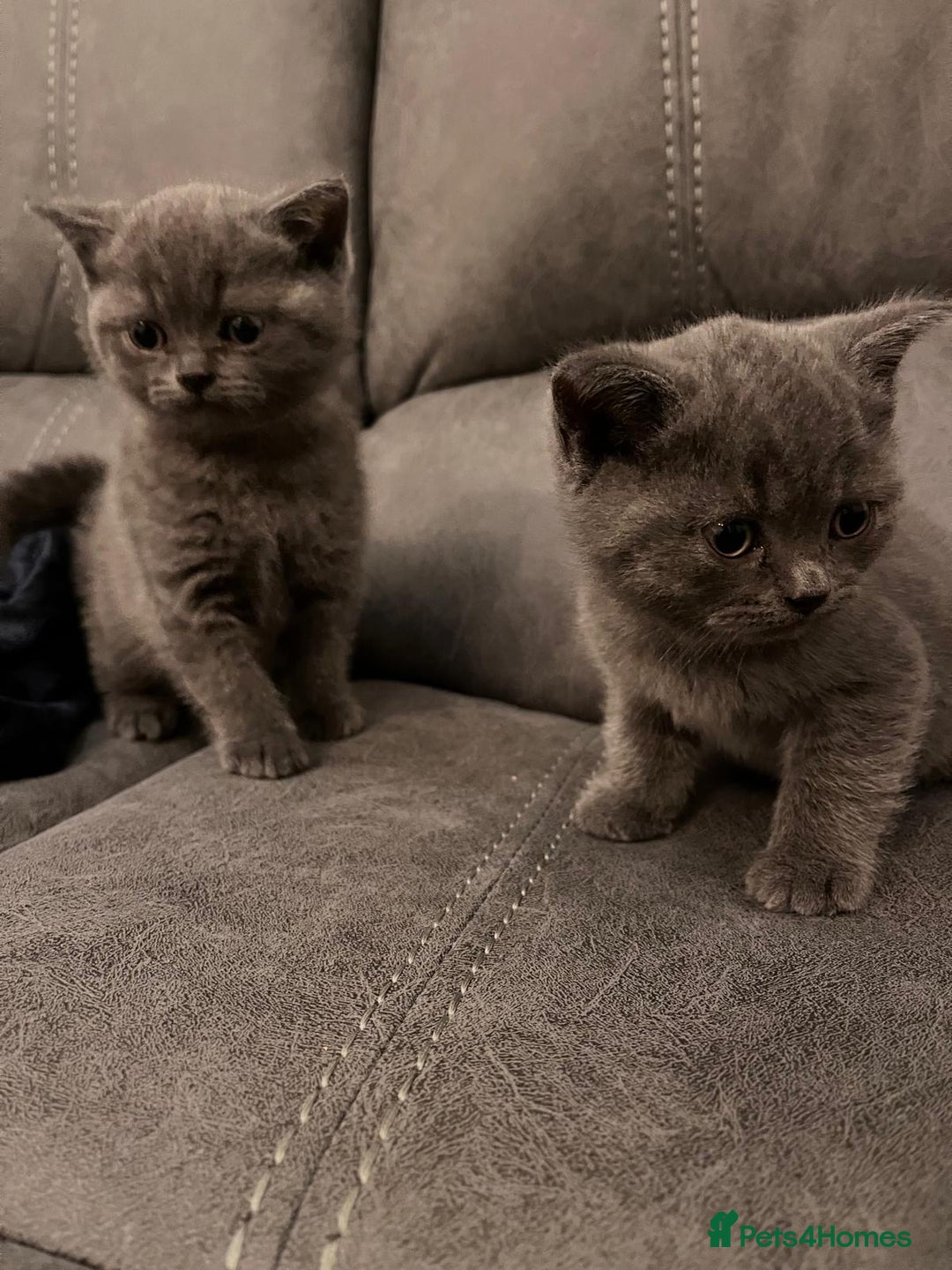 British Shorthair cats for sale: Pedigree BSH fluff balls  - Advert 4