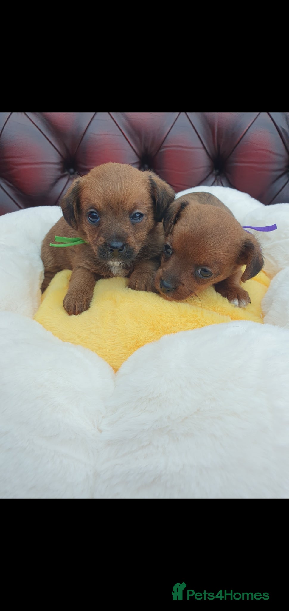 Jackapoo dogs F1 ADORABLE JACKAPOO PUPPIES - Advert 2