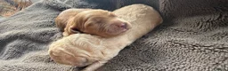 Goldendoodle dogs for sale: 🐾 8 beautiful goldendoodle pups 🐾 - Advert 17