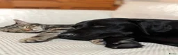 Labrador Retriever dogs for stud: Handsome Black Labrador Stud  in Grantham - Advert 5