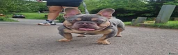 French Bulldog dogs for stud: ** ROGUEROYALES STUD ZIGGY ** in Wolverhampton - Advert 2