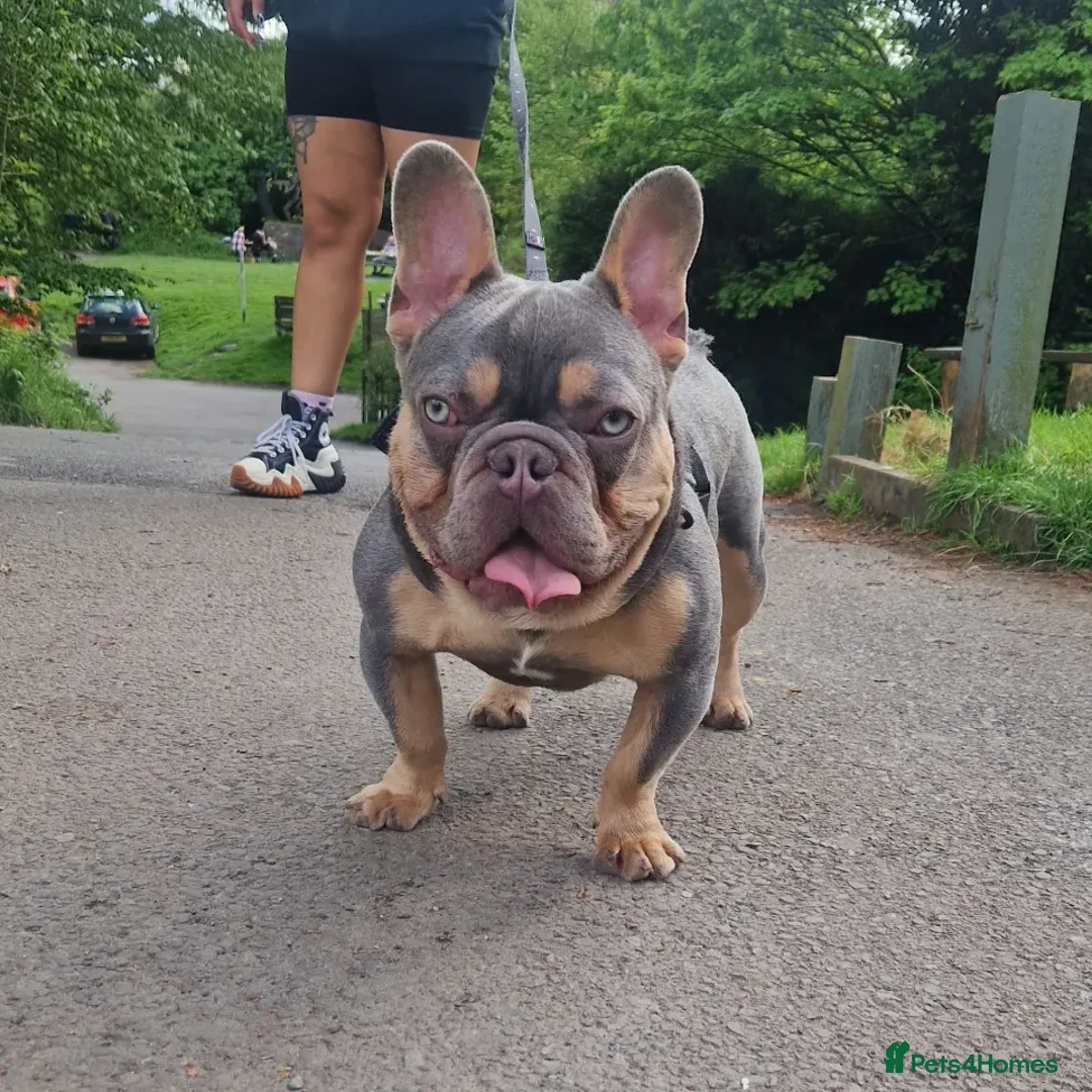 French Bulldog dogs for stud: ** ROGUEROYALES STUD ZIGGY ** in Wolverhampton - Advert 2
