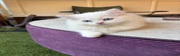 Persian cats for sale: Persian kittens for sale - Advert 5