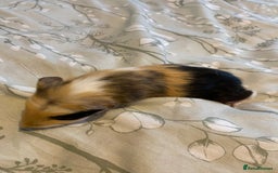 Guinea Pig rodents for sale: Guinea pigs  - Image 13