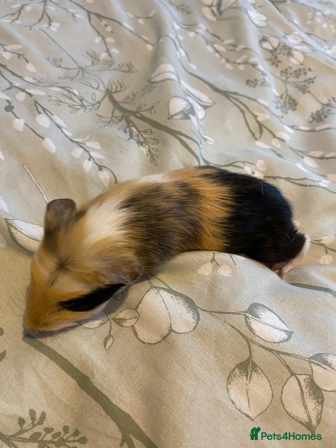 Guinea Pig rodents for sale: Guinea pigs  - Image 13