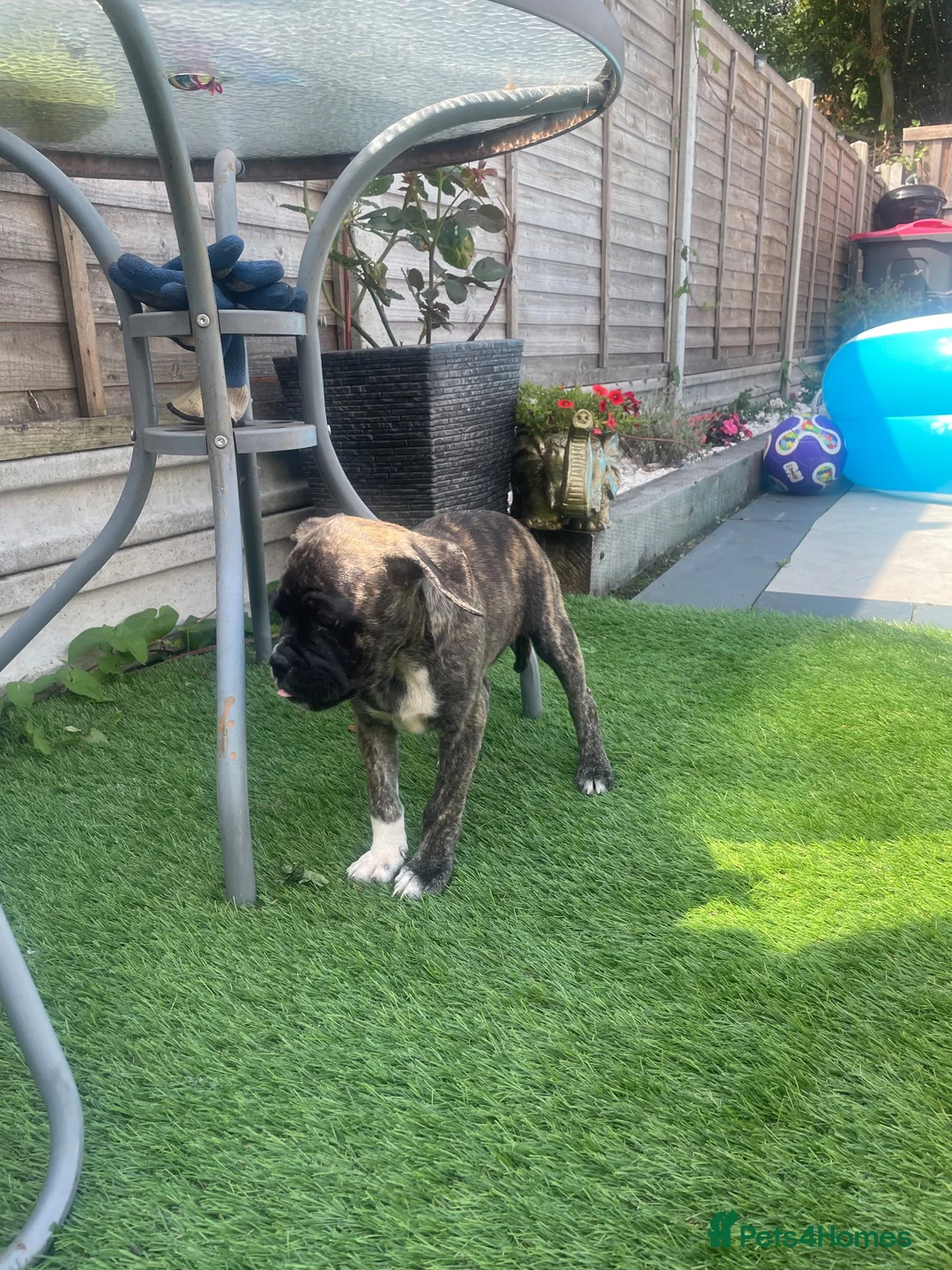 Mixed Breed dogs for sale: Mix , pug(dad) and staffy(mum) - Advert 2