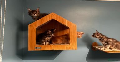 Maine Coon cats - Advert 6