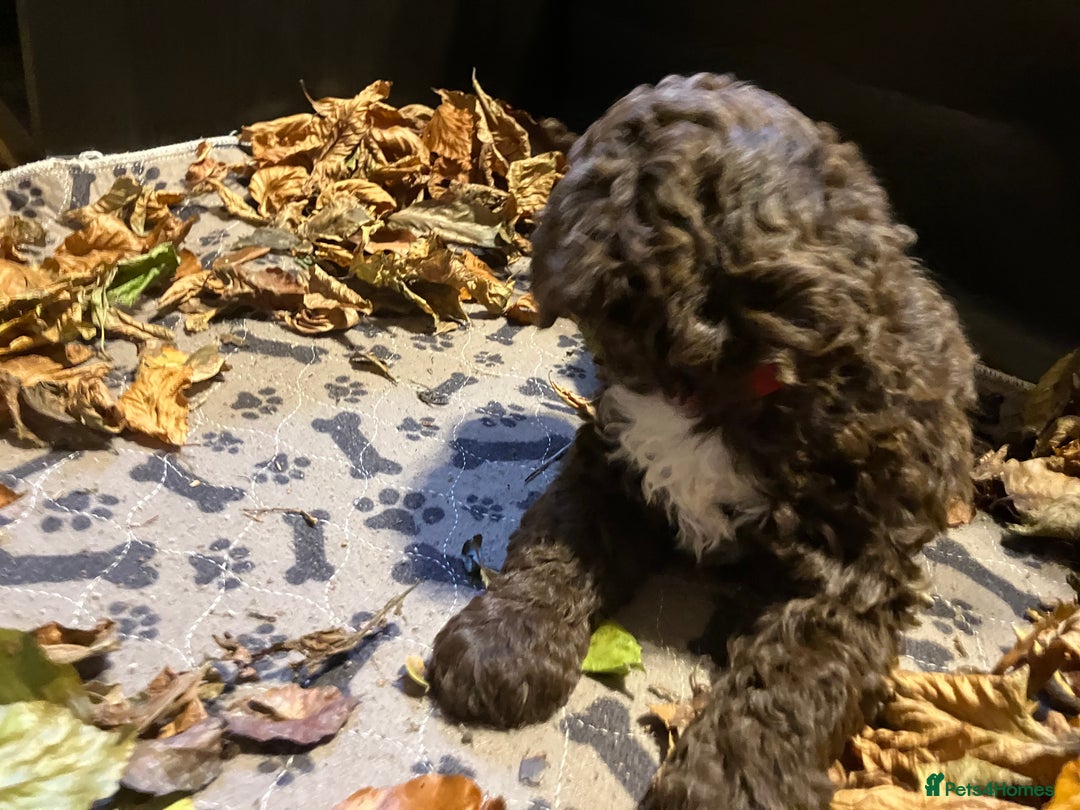 Lagotto Romagnolo dogs for sale: Stunning Litter of Pedigree Lagotto Romagnolo Pups - Image 33