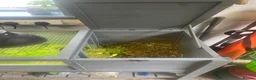 Tortoise reptiles for sale: 2 x Tortoise and enclosures - Advert 8