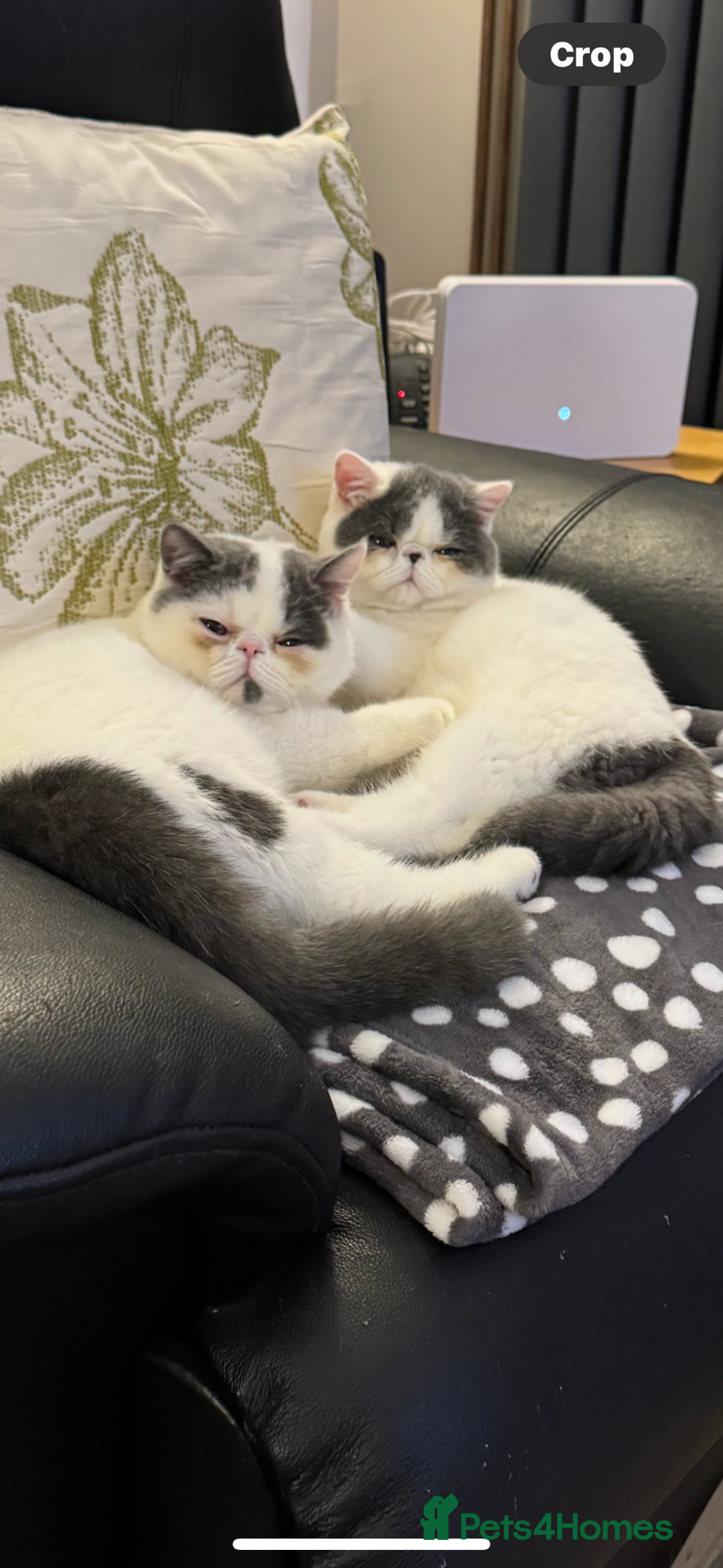 Exotic cats for sale: Outstanding quality exotic kittens  Champion lines - Advert 2