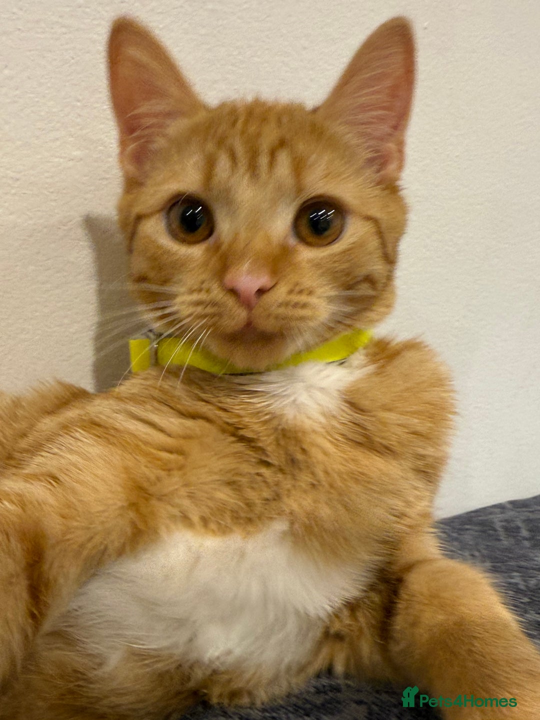 Mixed Breed cats for sale: Ginger cat/ 7 months old  - Image 18