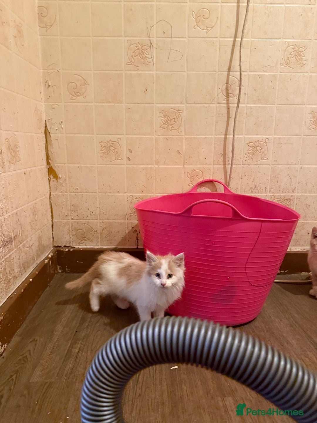 Maine Coon cats for sale: Half Maine coon kittens  - Image 13