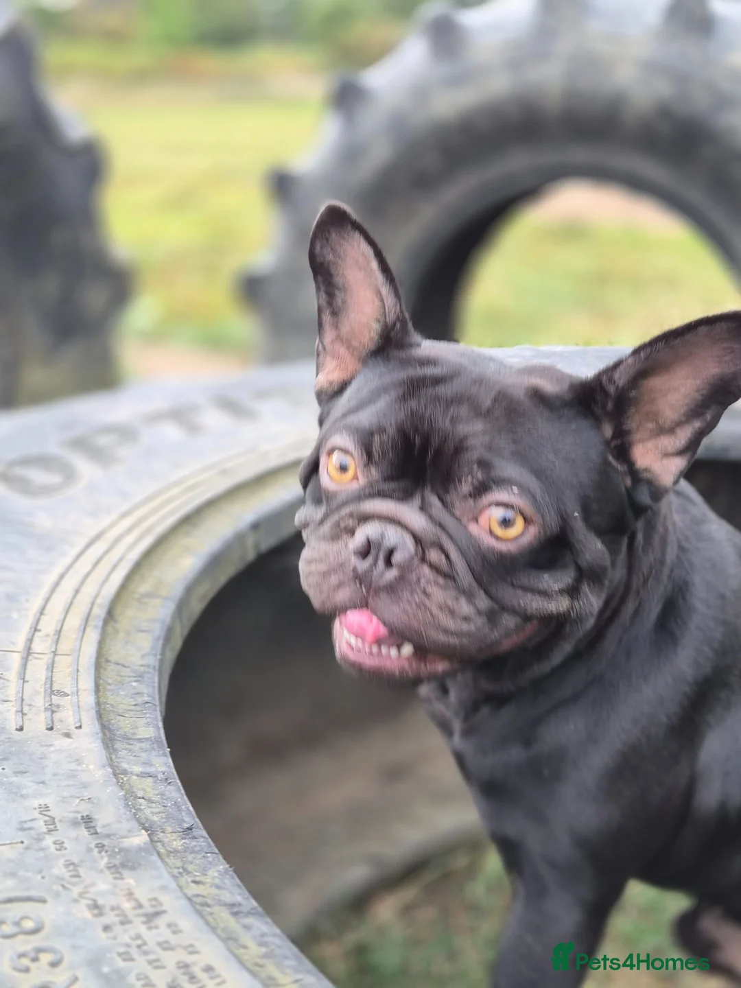 French Bulldog dogs for sale: Reluctant sale of male French Bulldog  - Advert 4