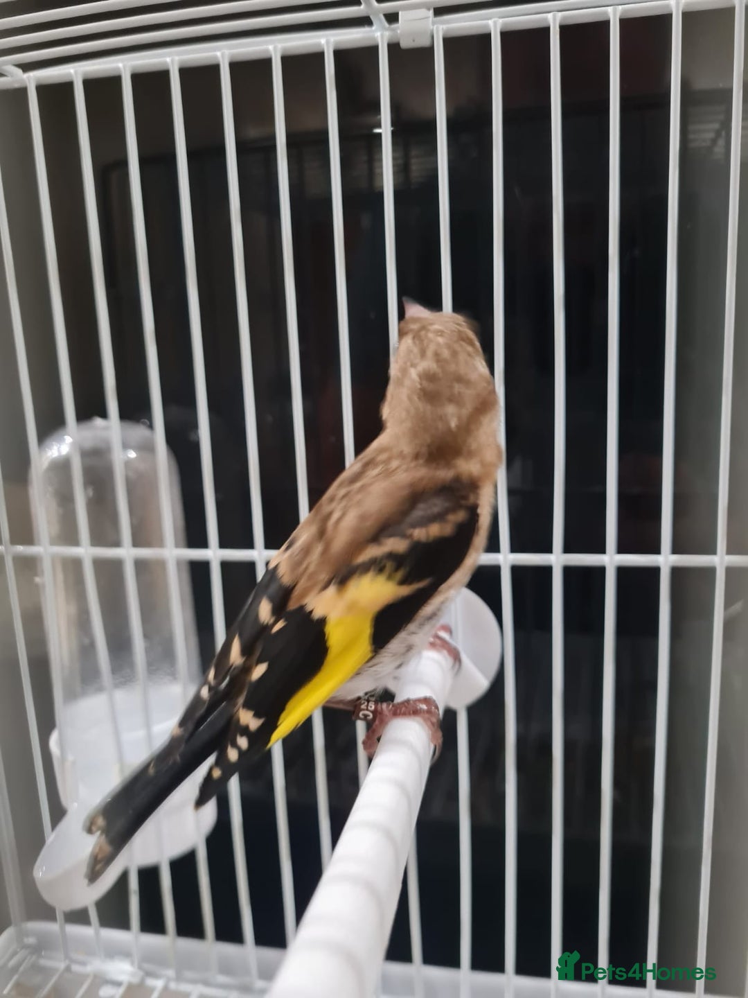 Finches birds for sale: Goldfinch young cockbird - Image 1