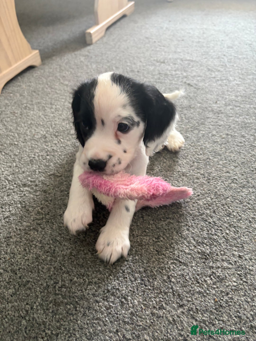 Cocker Spaniel dogs for sale: 🐾 3 KC Reg Blue Roan Cocker Spaniels for sale 🐾  - Image 13