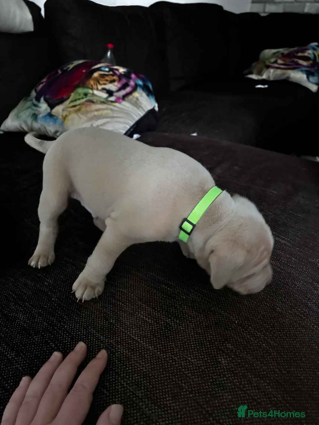 American Bully dogs for sale: Pocket bully pups ready for they forever home  - Advert 13