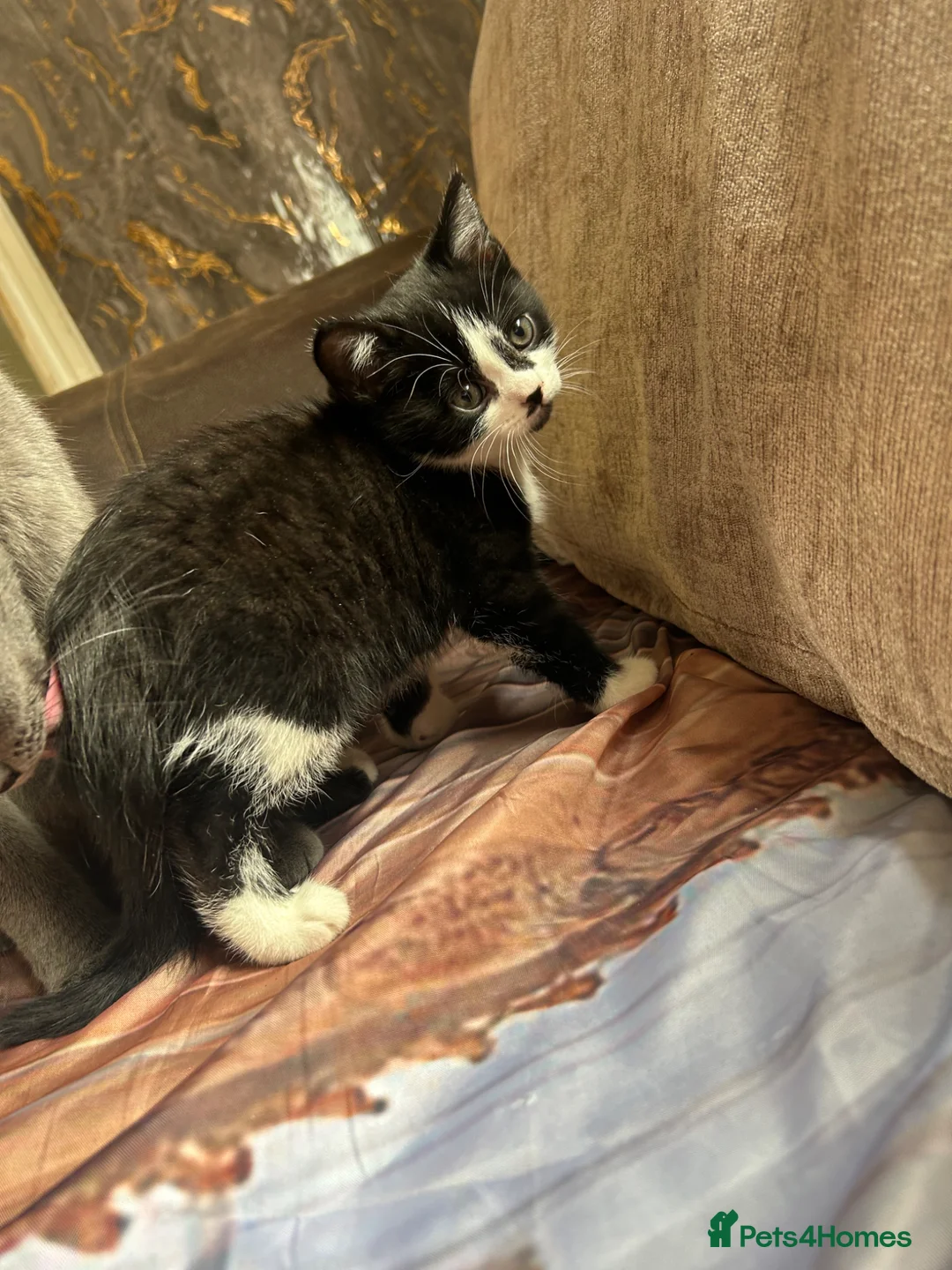 British Shorthair cats for sale: British shorthair kitten - Advert 8