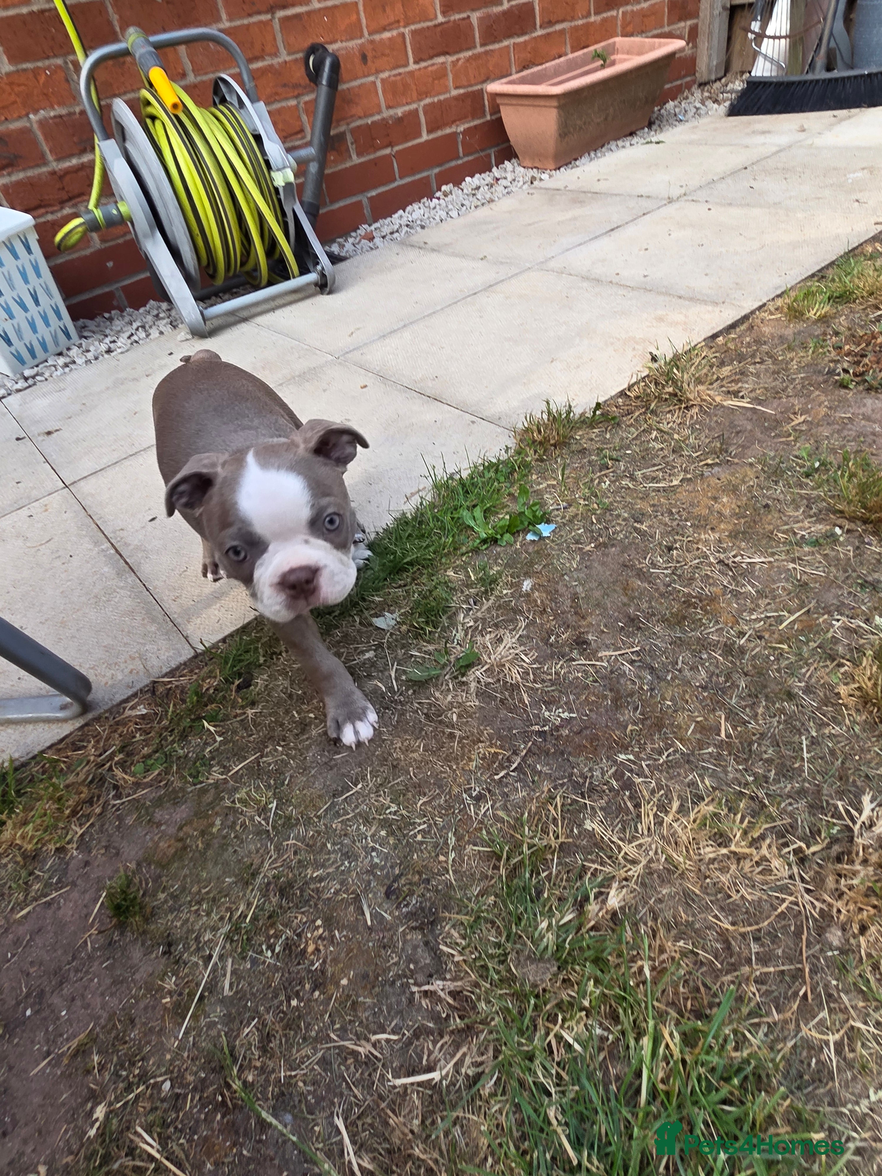 Boston Terrier dogs 8th Generation KC Reg Boston Terrier Puppies  - Advert 2