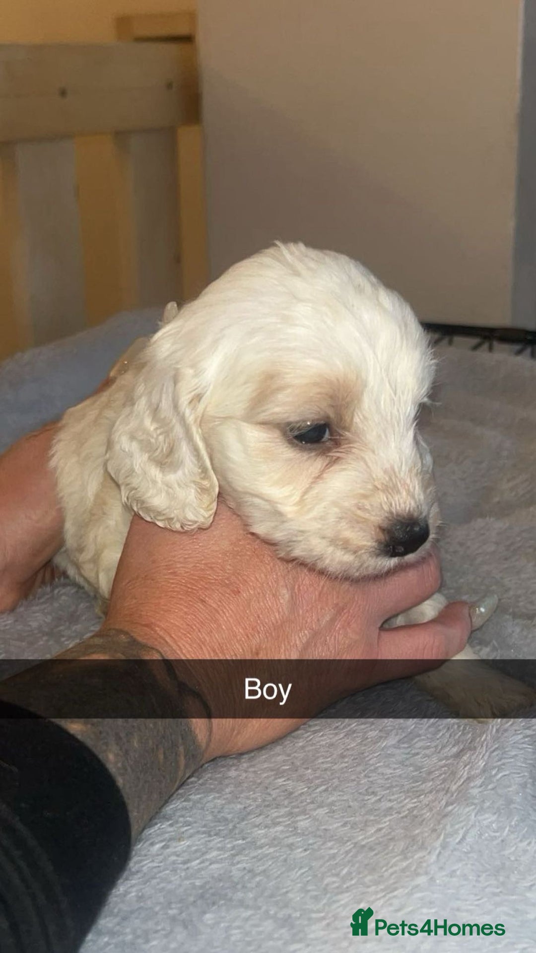 Cockapoo dogs for sale: Cockerpoo - Advert 6