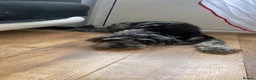 Cockapoo dogs for stud: Gorgeous blue merle Dollar available for Stud  - Advert 2