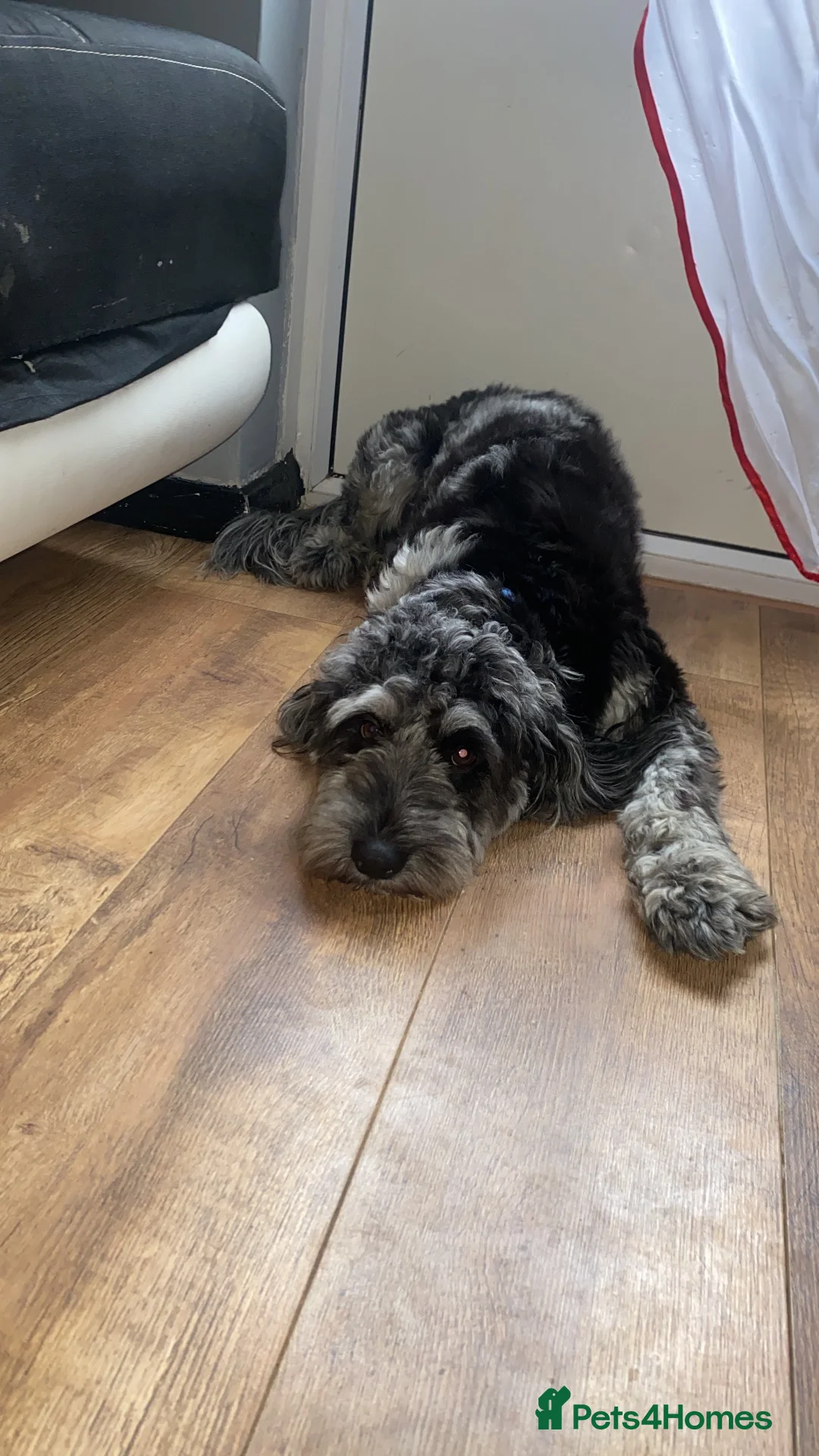 Cockapoo dogs for stud: Gorgeous blue merle Dollar available for Stud  - Advert 2
