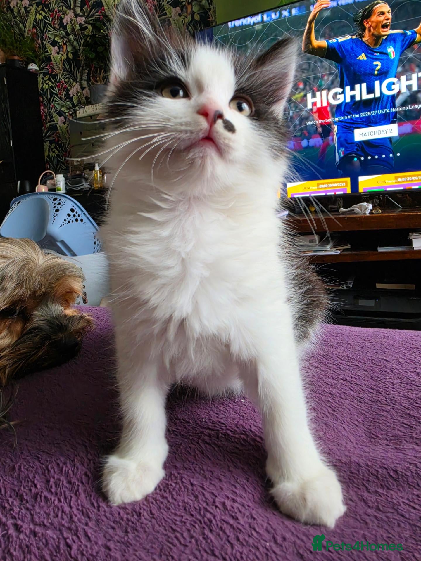 Mixed Breed cats Gorgeous Main Cooon-Persian Mix Kittens  - Advert 2