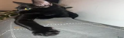 Mixed Breed cats for sale: Loving black cat called midnight ❤️ in London - Advert 11