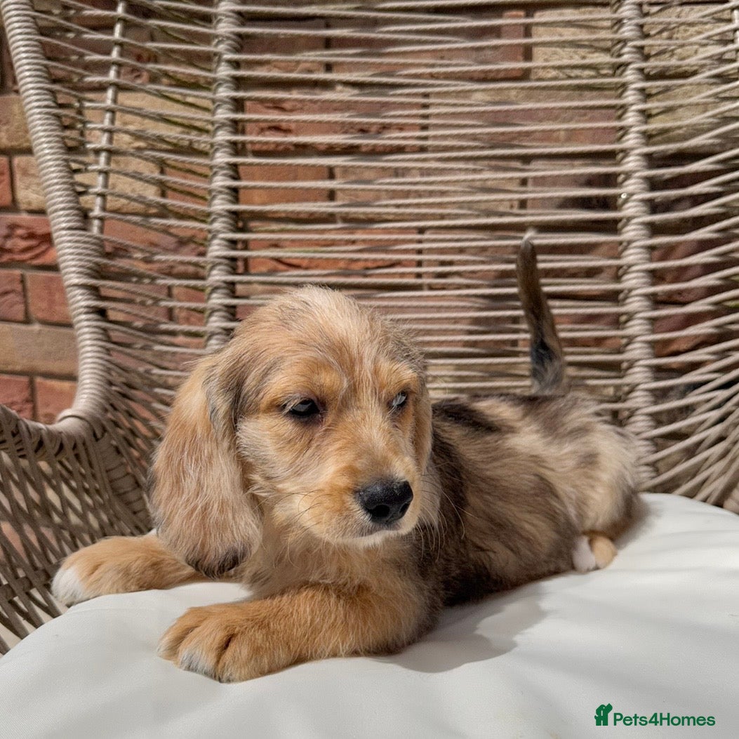 Mixed Breed dogs for sale: ⭐️⭐️Poogle Puppies (Beagle x Miniature Poodle)⭐️⭐️ - Advert 4